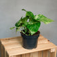 Epipremnum aureum Marble - Pothos Marble Queen