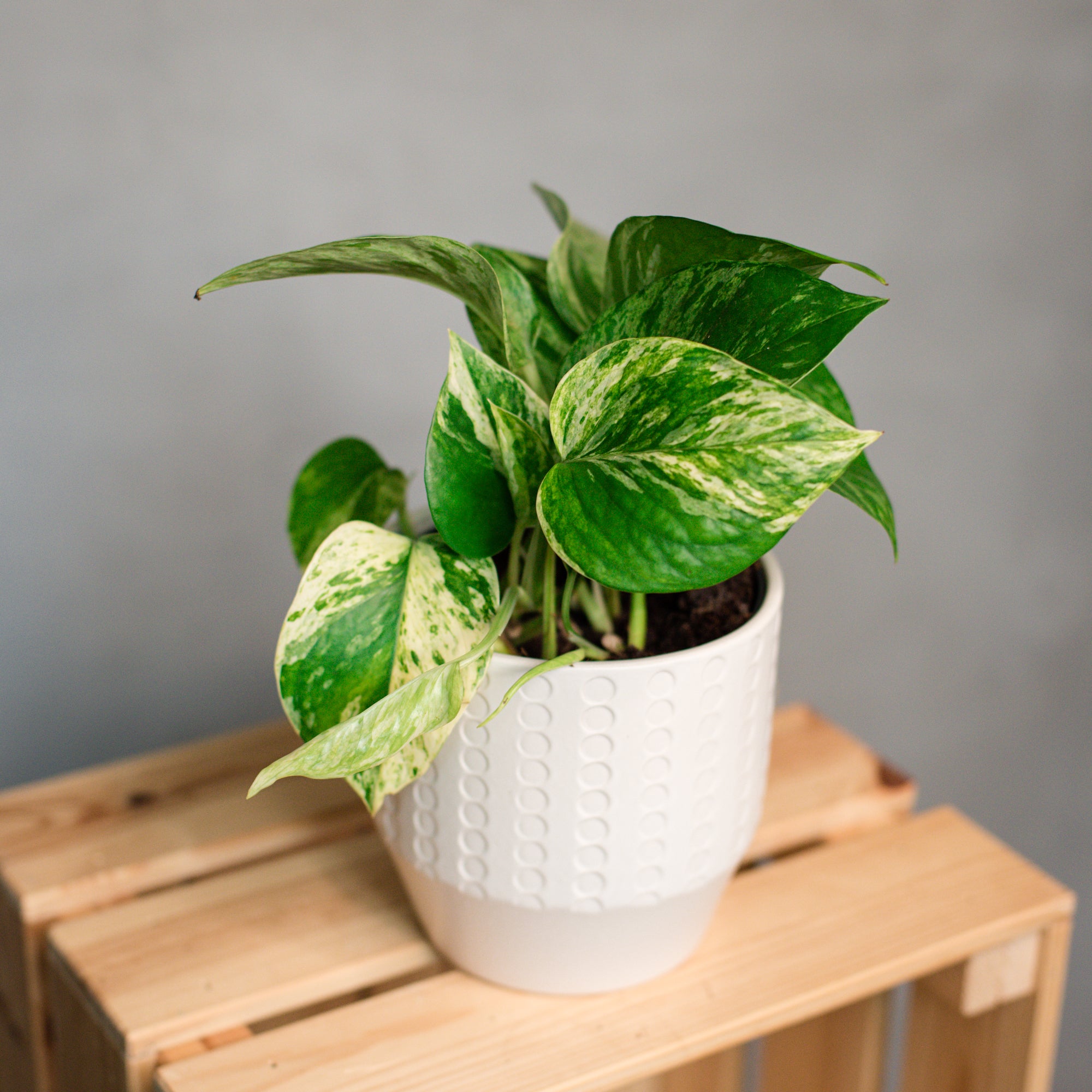 Verd – Verd Houseplants