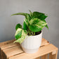 Epipremnum aureum Marble - Pothos Marble Queen
