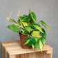 Philodendron Scandens Brasil - Heartleaf Philodendron