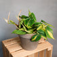 Philodendron Scandens Brasil - Heartleaf Philodendron
