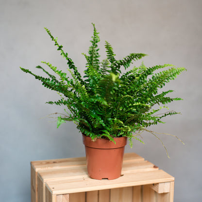 Nephrolepis exaltata - Boston Fern