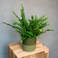 Nephrolepis exaltata - Boston Fern