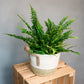 Nephrolepis exaltata - Boston Fern