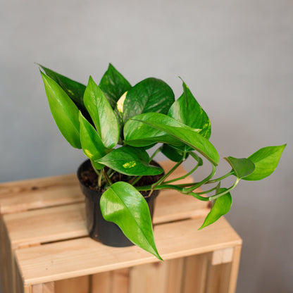 Epipremnum aureum - Golden Pothos