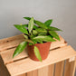 Hoya memoria gracilis - Wax Plant