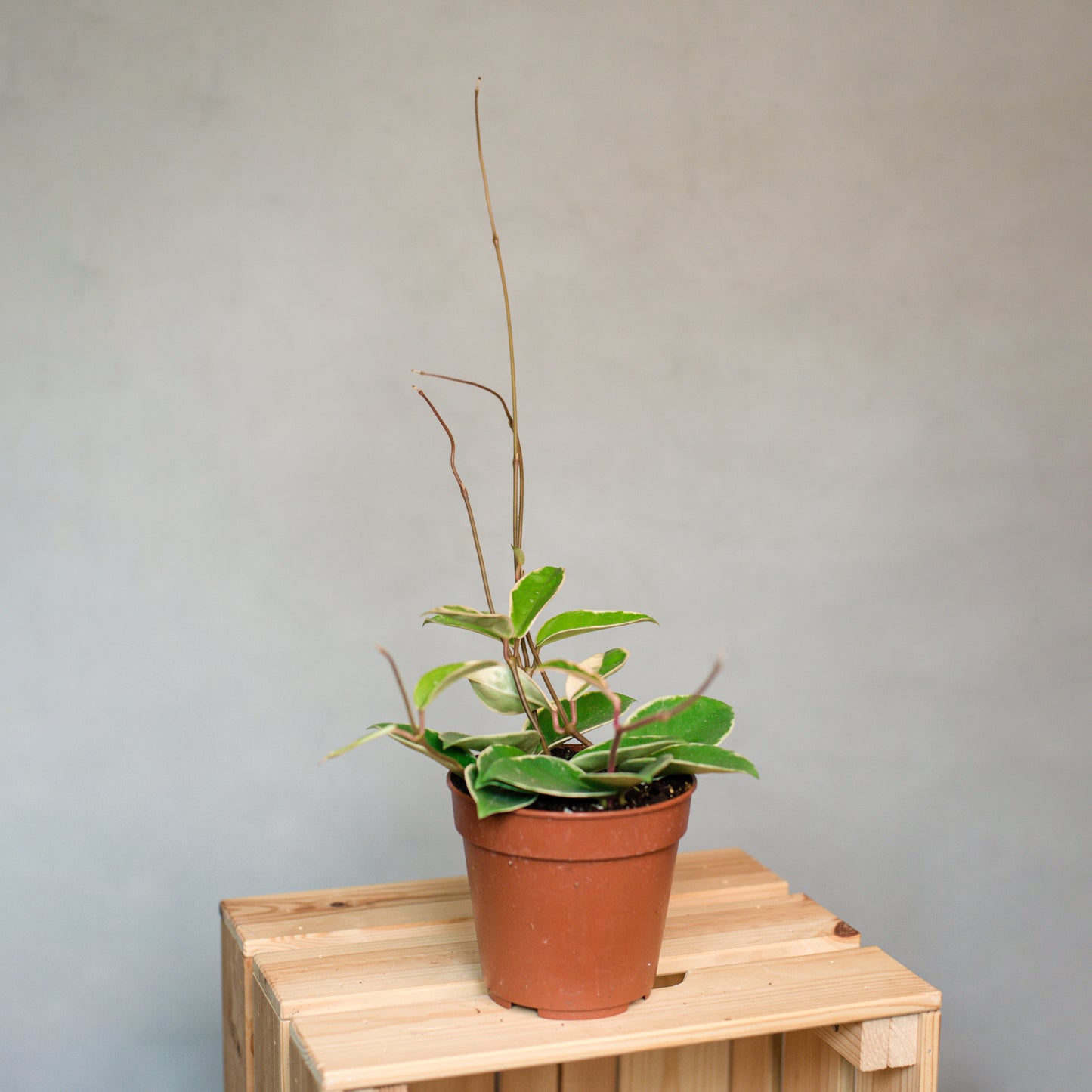 Hoya Carnosa Krimsom Queen - Wax Plant