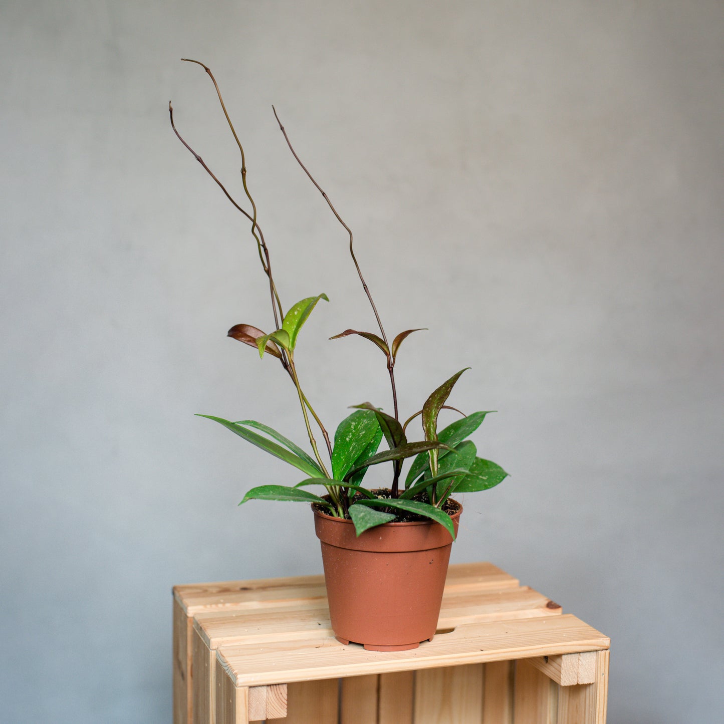 Hoya Carnosa Pubicalyx - Wax Plant