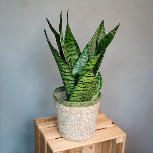 Sansevieria Super Green- Snake Plant