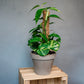 Epipremnum aureum - Golden Pothos