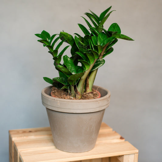 Dwarf ZZ Plant - Zamioculcas zenzi