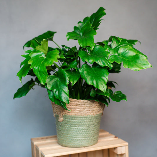 Philodendron xanadu