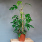 Rhaphidophora tetrasperma - Mini Monstera