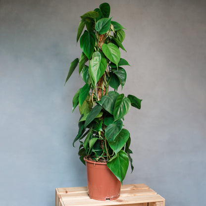 Philodendron Scandens - Heartleaf Philodendron