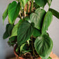 Philodendron Scandens - Heartleaf Philodendron