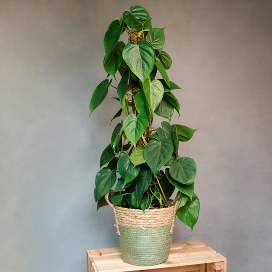 Philodendron Scandens - Heartleaf Philodendron