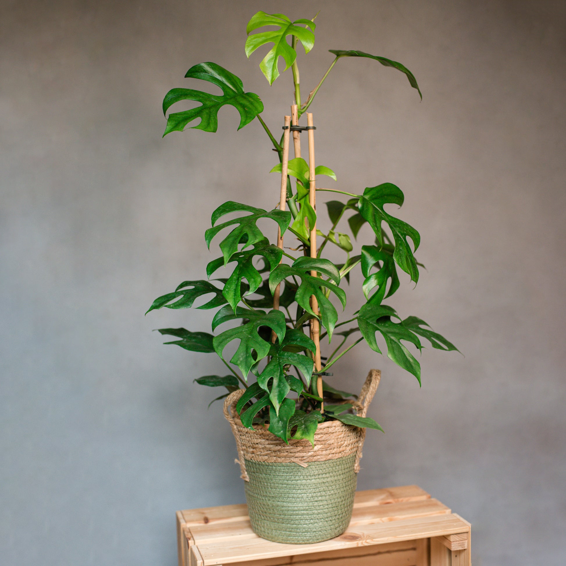 mini monstera trellis Rhaphidophora tetrasperma