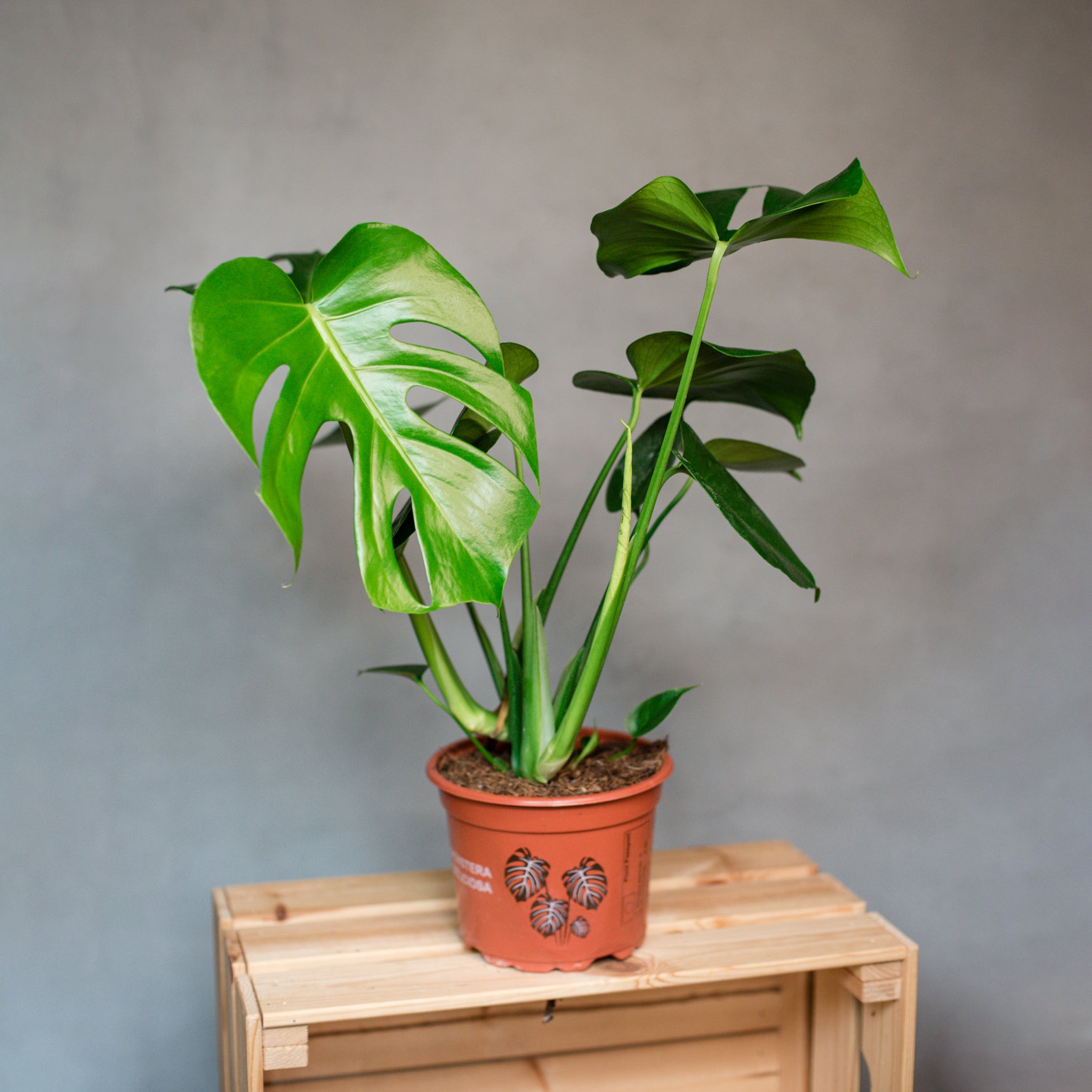 monstera deliciosa swiss cheese plant nursery pot 19cm Monstera deliciosa
