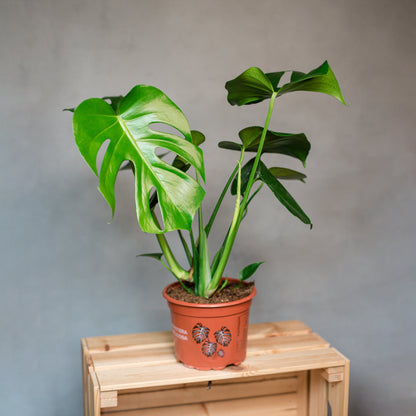 Monstera deliciosa - Swiss Cheese Plant