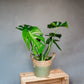 Monstera deliciosa - Swiss Cheese Plant