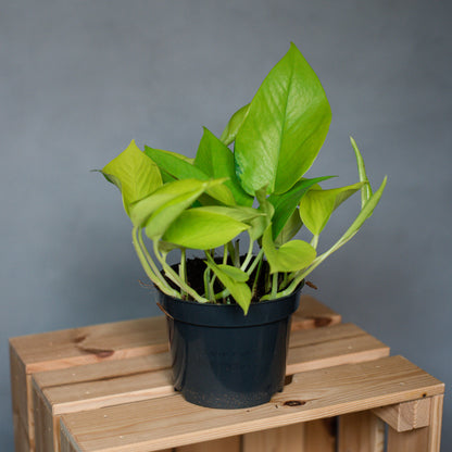 Epipremnum aureum Neon - Pothos Lemon Lime