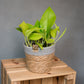 Epipremnum aureum Neon - Pothos Lemon Lime