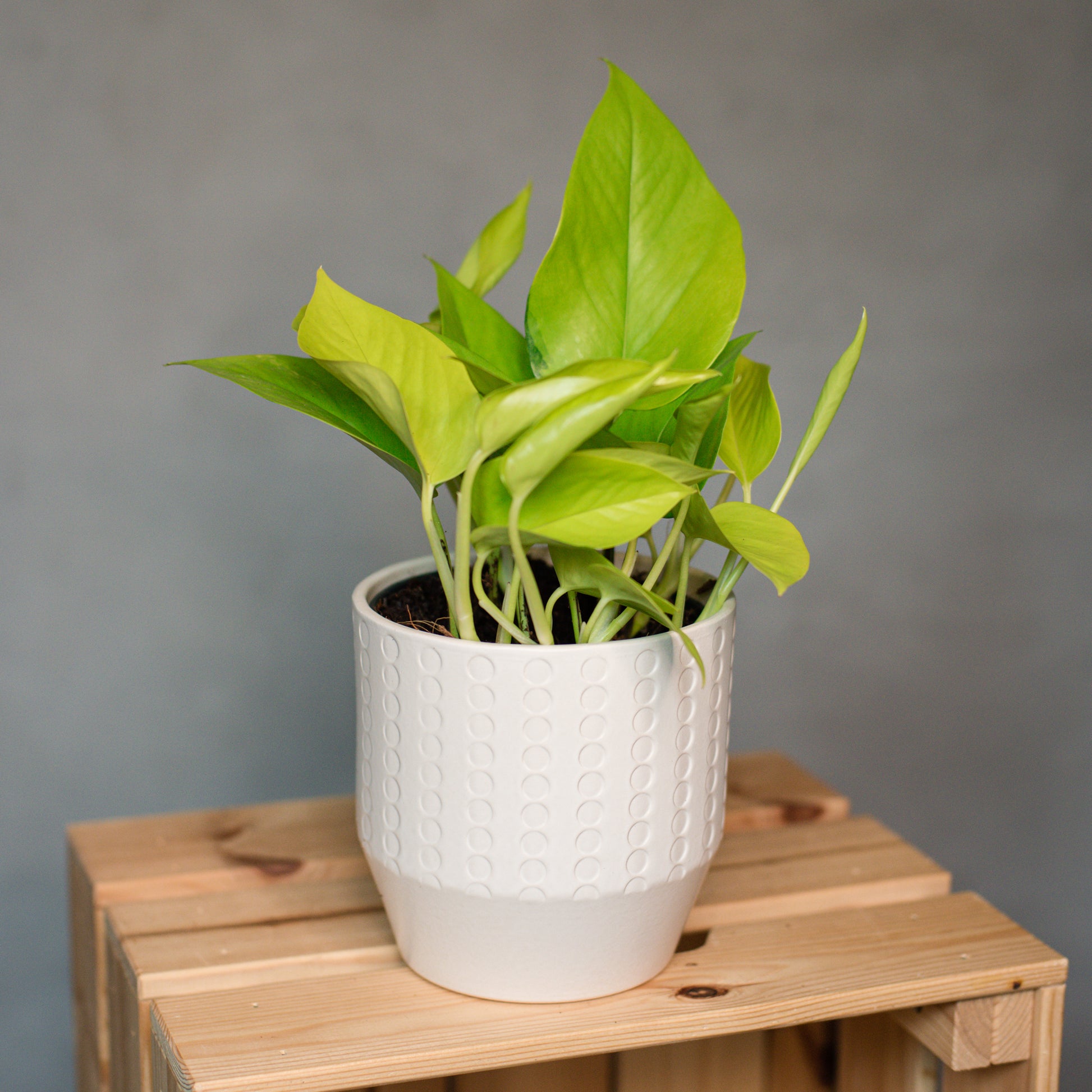 pothos lemon lime Epipremnum aureum Neon