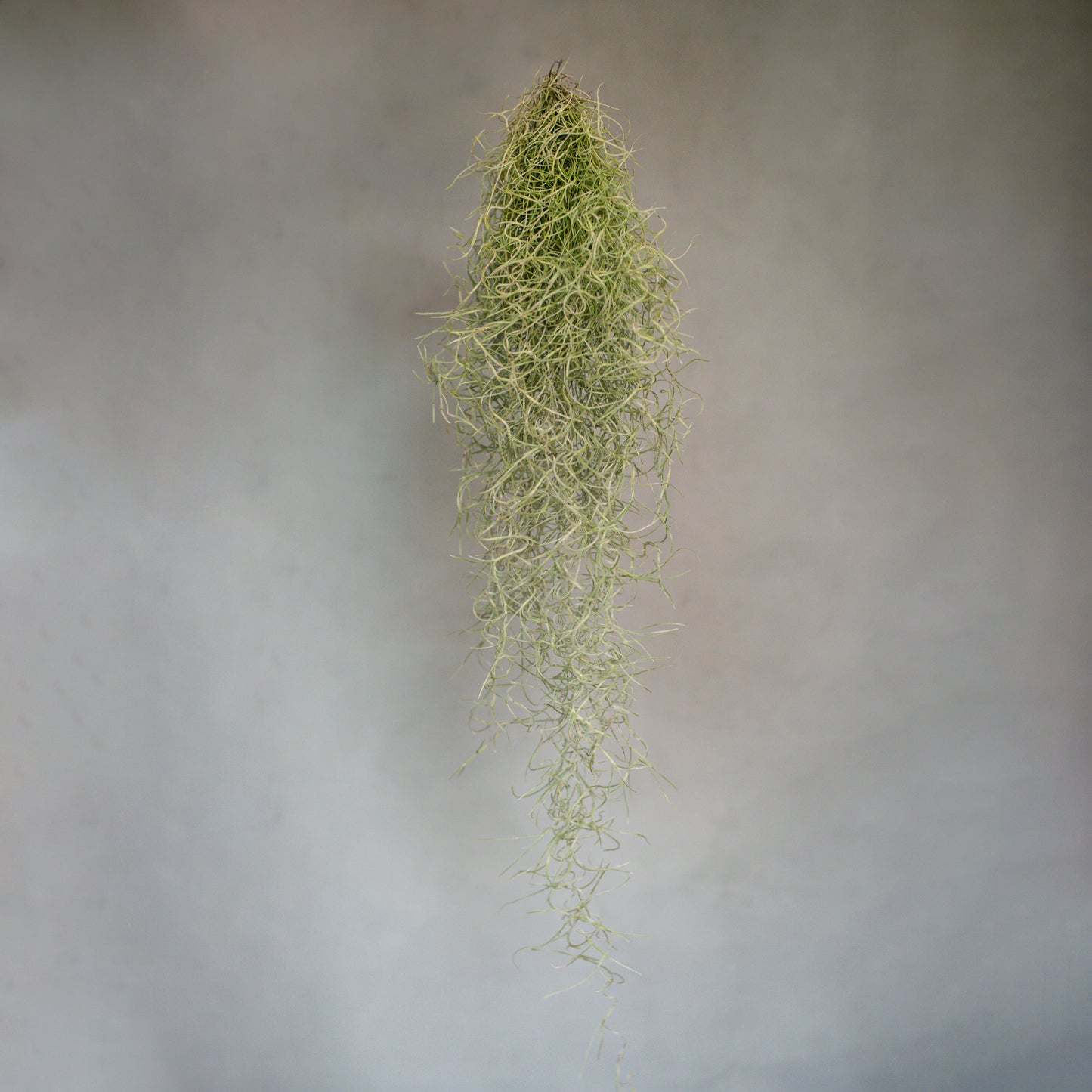 air plants ireland Air Plant Tillandsia