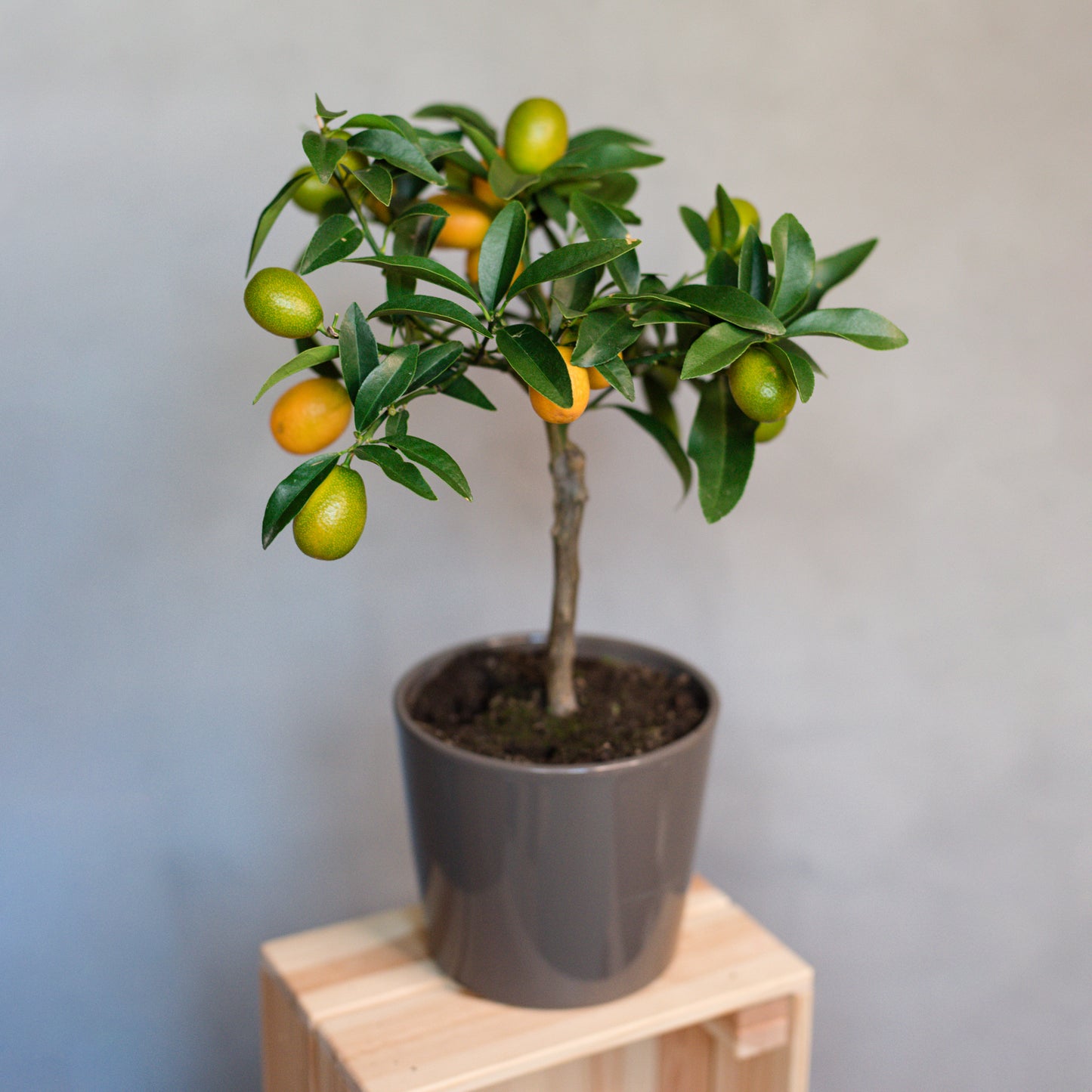 Citrus japonica- Kumquat Fruit Tree