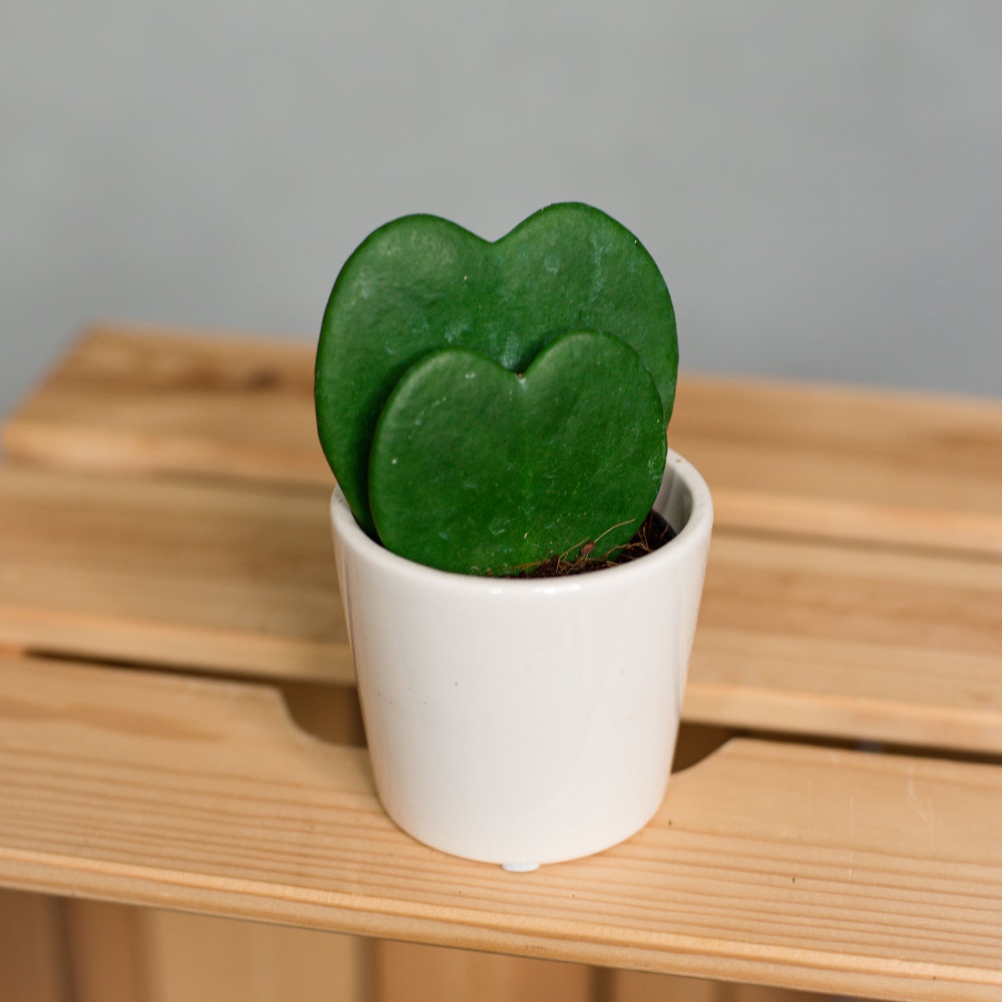 Hoya Kerrii -Sweetheart Plant Double Hearts
