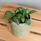 Fittonia - Nerve Plant