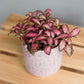 Fittonia - Nerve Plant