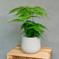 Asparagus setaceus - Lace Fern