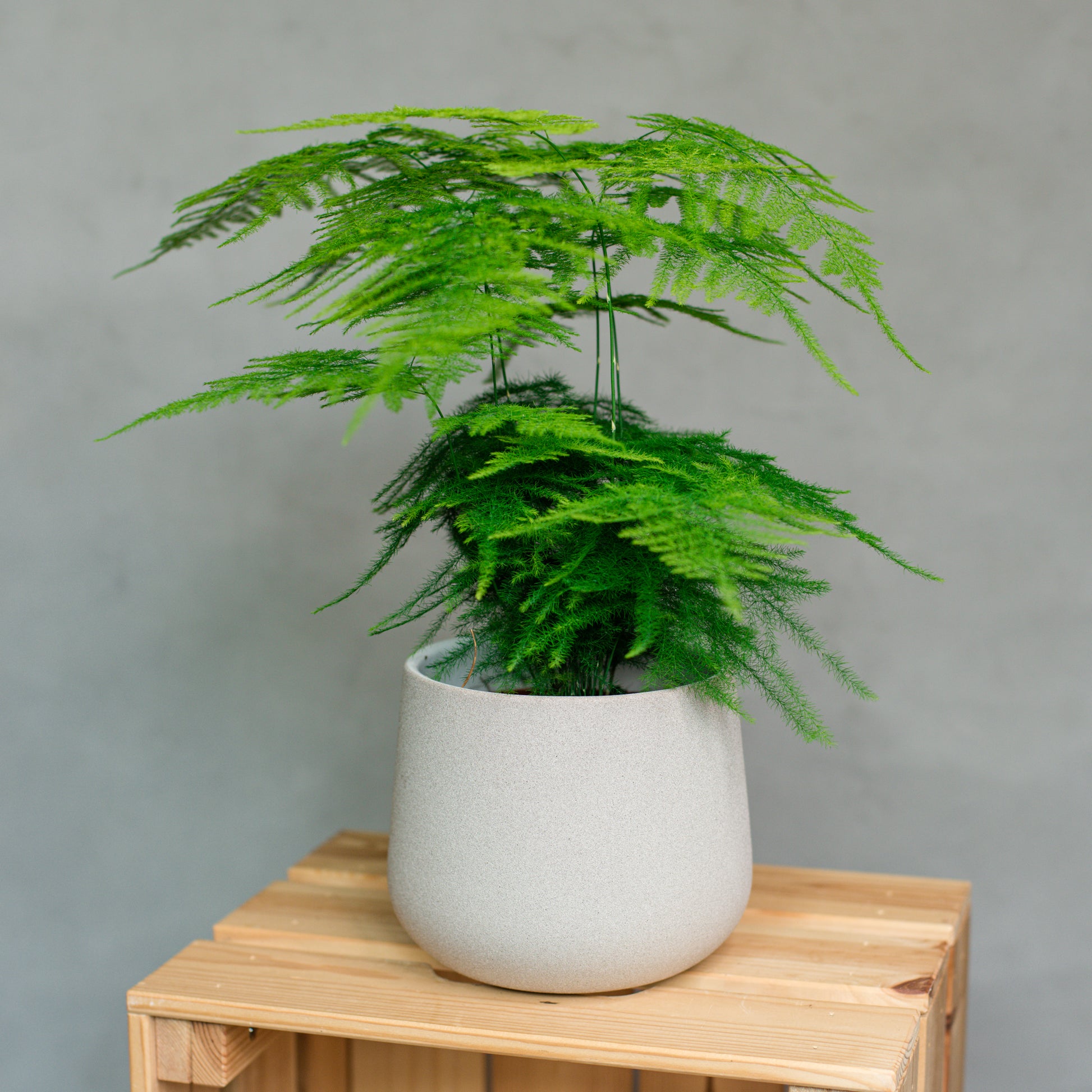 lace fern indoor plant Asparagus setaceus