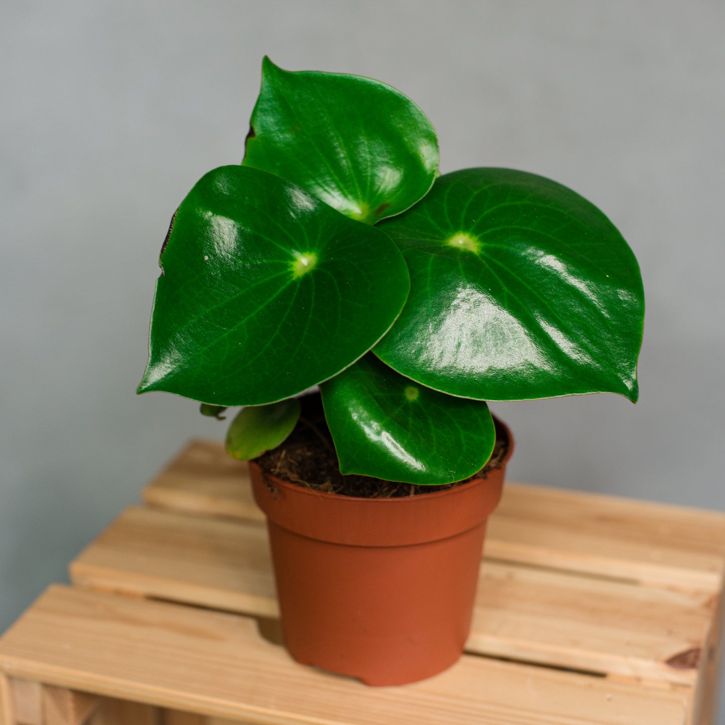 Peperomia Polybotrya - Peperomia Raindrop