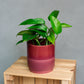 Epipremnum aureum - Golden Pothos