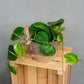 Philodendron Scandens - Heartleaf Philodendron