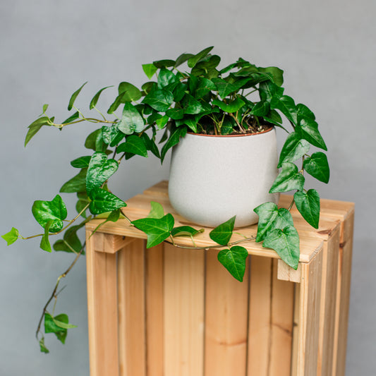 Hedera helix Mein Herz - English Ivy