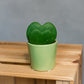 Hoya Kerrii -Sweetheart Plant Double Hearts