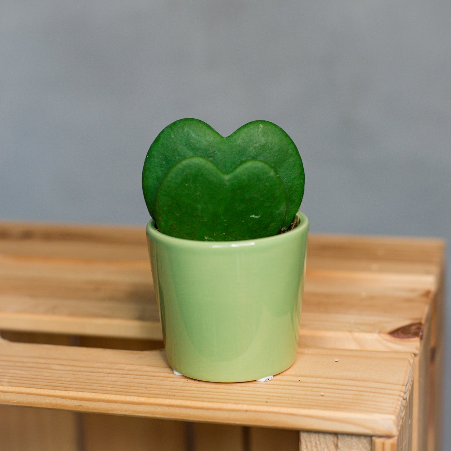 Hoya Kerrii -Sweetheart Plant Double Hearts