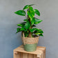 Epipremnum aureum - Golden Pothos