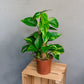 Epipremnum aureum - Golden Pothos