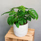 Monstera adansonii - Monkey leaf