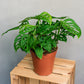Monstera adansonii - Monkey leaf