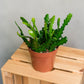 Epiphyllum anguliger - Fishbone Cactus