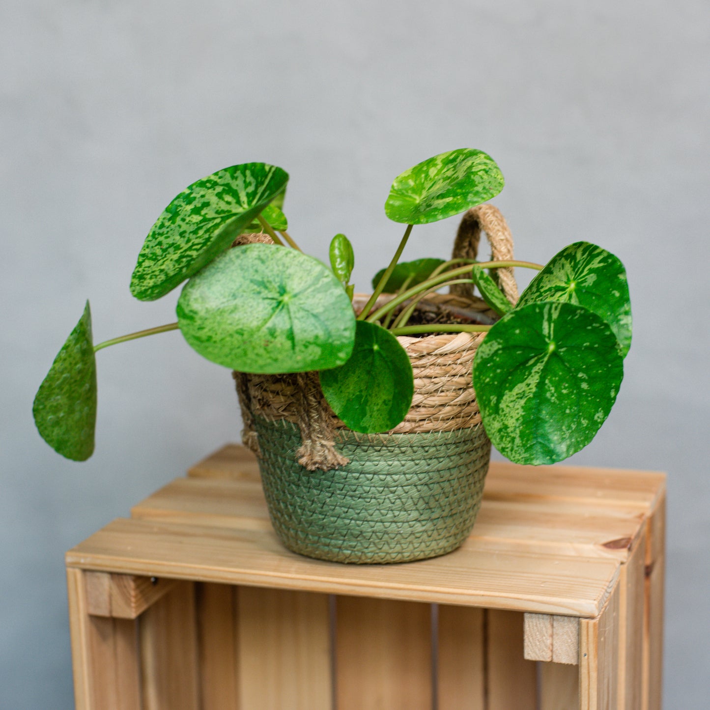 Pilea peperomioides variegated - Pilea Mojito