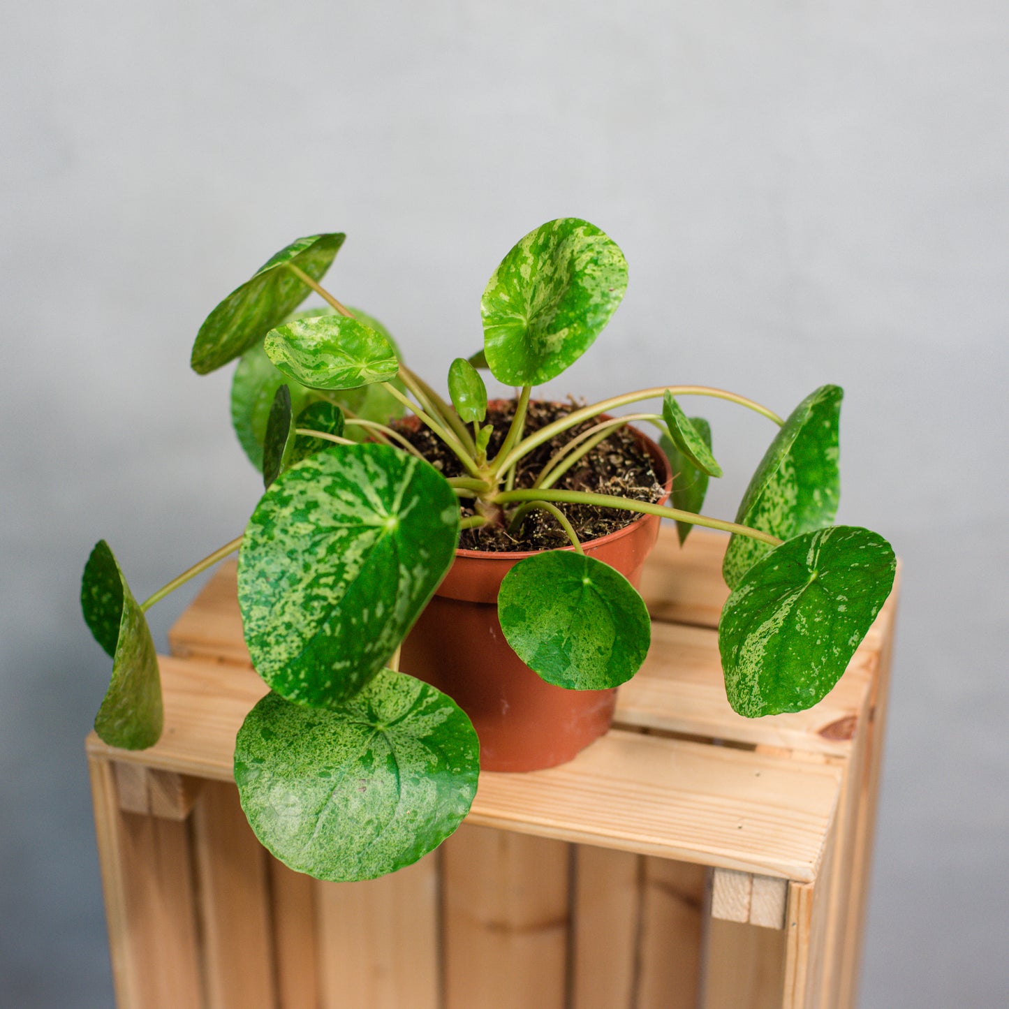 Pilea peperomioides variegated - Pilea Mojito