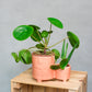 Pilea peperomioides - Chinese Money Plant