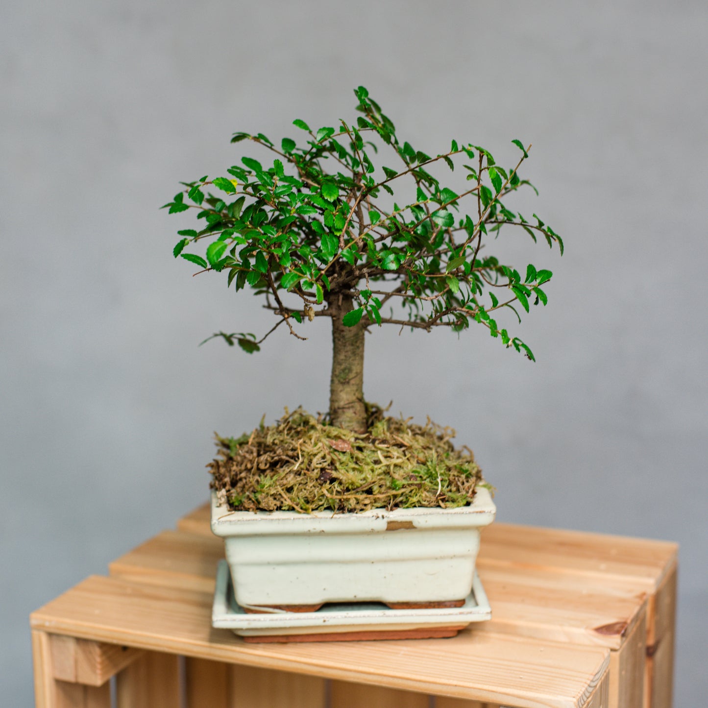 Bonsai - Ficus Mix
