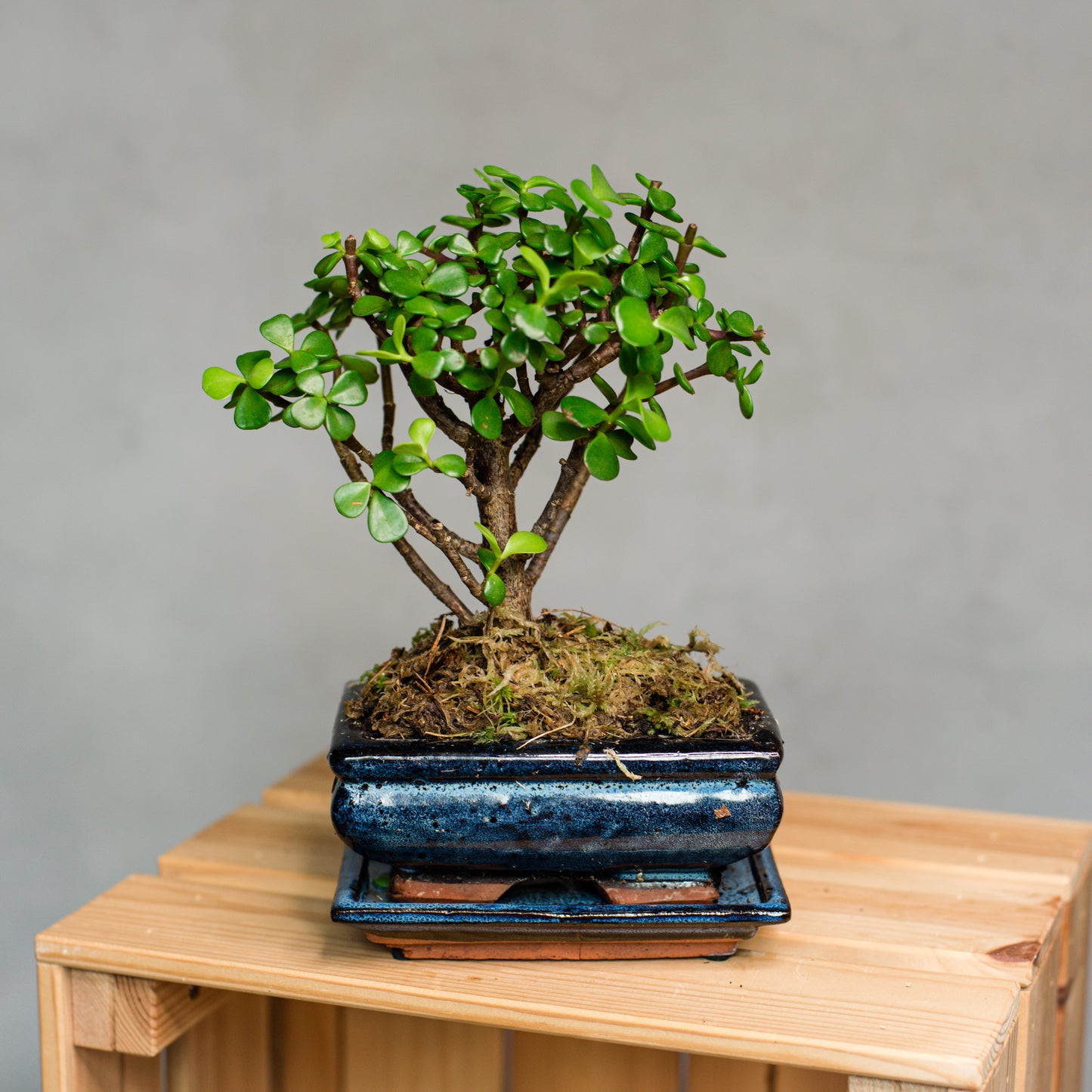 Bonsai - Ficus Mix